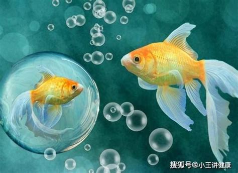 哪種魚最好養|【養什麼魚】新手養魚不踩雷！魚缸入門指南：6種最。